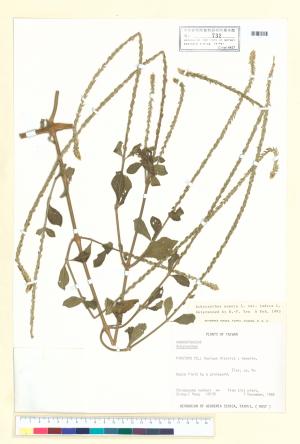 <a href="https://brmas.openmuseum.tw/muse/digi_object/879fee8132456b20eec0ebbe0ba38214" target="_blank">印度牛膝(土牛膝)／中央研究院生物多樣性研究博物館植物標本館 (HAST)</a>
