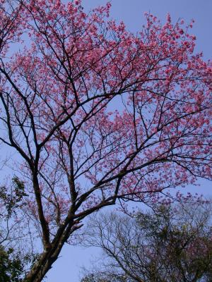 <a href="https://taieol.tw/muse/digi_object/1e0125717d61353e53db5fba7052480d" target="_blank">山櫻花／By：lecanorchis／iNaturalist</a>