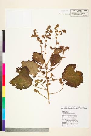 <a href="https://brmas.openmuseum.tw/muse/digi_object/87ae8abb3f159725af6f1cabdf02416c" target="_blank">垂桉草／中央研究院生物多樣性研究博物館植物標本館 (HAST)</a>