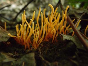 Clavulinopsis fusiformis(紡錘形擬鎖瑚菌)