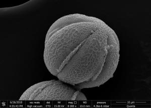 <a href="https://ntm-naturearchive.openmuseum.tw/muse/digi_object/72a2c73f96cfa0a99bbc8bd4e6d51c9a" target="_blank">夏枯草／國立臺灣博物館</a>