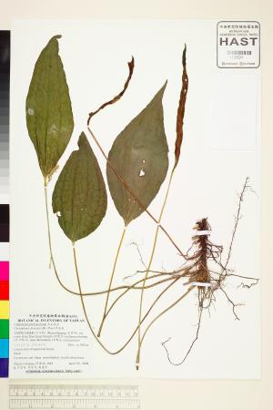 <a href="https://brmas.openmuseum.tw/muse/digi_object/88015756e507372f65d906b4e4f07dea" target="_blank">燕尾蕨／中央研究院生物多樣性研究博物館植物標本館 (HAST)</a>