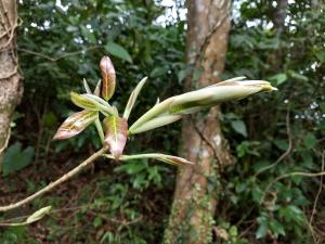 <a href="https://taieol.tw/muse/digi_object/00b728b76e216555597a184c074af9d8" target="_blank">雀榕／By：shainy／iNaturalist</a>