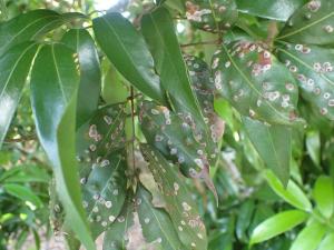 Litchiomyia chinensis