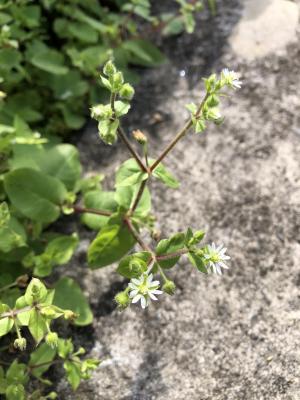 <a href="https://taieol.tw/muse/digi_object/8720c7e13d359f72cb3fe78ba3df86bc" target="_blank">鵝兒腸／By：jodyhsieh／iNaturalist</a>