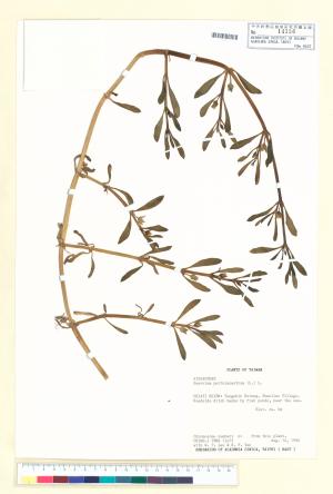 <a href="https://brmas.openmuseum.tw/muse/digi_object/884f58d4fa9a4131470cb9ee0c93e940" target="_blank">海馬齒／中央研究院生物多樣性研究博物館植物標本館 (HAST)</a>