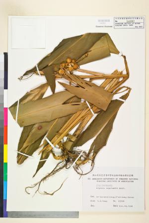 <a href="https://brmas.openmuseum.tw/muse/digi_object/8863542b6002e96afcf20412b135082d" target="_blank">川上氏月桃／中央研究院生物多樣性研究博物館植物標本館 (HAST)</a>