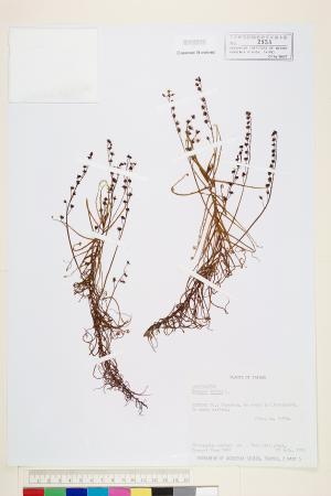 <a href="https://brmas.openmuseum.tw/muse/digi_object/8873fcf775a3eb104aa7550d710e9ff2" target="_blank">長葉茅膏菜／中央研究院生物多樣性研究博物館植物標本館 (HAST)</a>
