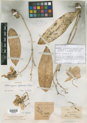 [holotype](NY)Henry 1705 號蝴蝶蘭標本[1063. Phalaenopsis aphrodite, Reich, f. S. Cape ; Henry 1,705.]