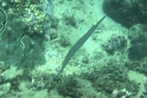 <a href="https://taieol.tw/muse/digi_object/c91dda00fb45464cf3c596734c936ab0" target="_blank">康氏馬鞭魚／By：dajiang／iNaturalist</a>