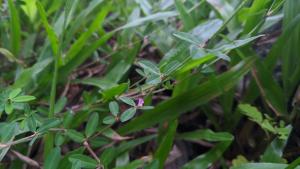 <a href="https://taieol.tw/muse/digi_object/c26d33119285688bffdcca2a3e293a08" target="_blank">雞眼草／By：chengte／iNaturalist</a>