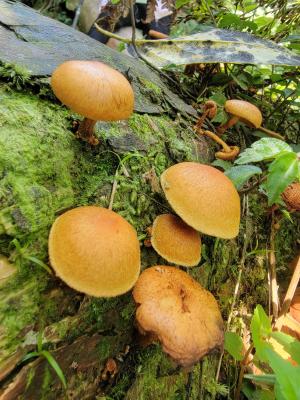 <a href="https://taieol.tw/muse/digi_object/6ae580810b62379ffc20b6f359b2f808" target="_blank">Gymnopilus junonius／By：wan520／iNaturalist</a>