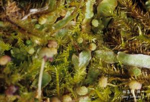 Y3722-Asterella monospiris.jpg