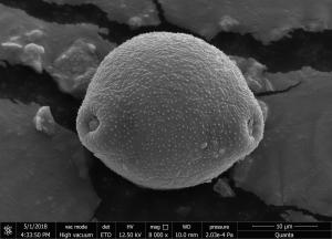 <a href="https://ntm-naturearchive.openmuseum.tw/muse/digi_object/1c5a7b7563488cc2dc9af4d1e60c833a" target="_blank">木麻黃／國立臺灣博物館</a>
