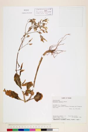 <a href="https://brmas.openmuseum.tw/muse/digi_object/88c02e98ceadf827bd4957bccbc61eef" target="_blank">小燈籠草(大還魂)／中央研究院生物多樣性研究博物館植物標本館 (HAST)</a>
