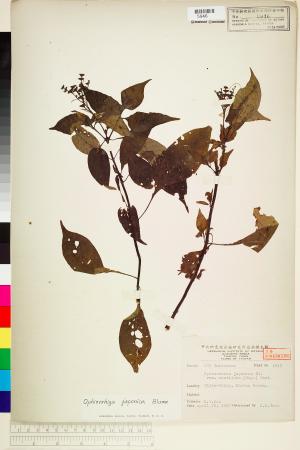 <a href="https://brmas.openmuseum.tw/muse/digi_object/88d1e6d5e41fe02377e42787c812a83d" target="_blank">蛇根草／中央研究院生物多樣性研究博物館植物標本館 (HAST)</a>