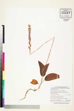 <a href="https://brmas.openmuseum.tw/muse/digi_object/88d8d73d362d5489243c0e446aec0165" target="_blank">小唇蘭／中央研究院生物多樣性研究博物館植物標本館 (HAST)</a>
