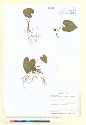 <a href="https://brmas.openmuseum.tw/muse/digi_object/88e7259f6aab1e9ae77c391c8981d62d" target="_blank">大花細辛／中央研究院生物多樣性研究博物館植物標本館 (HAST)</a>