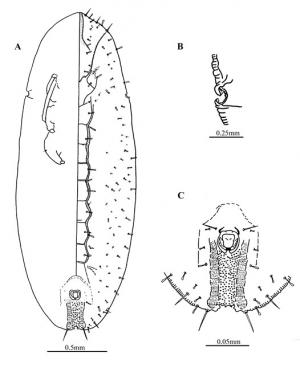 Rhachisphora oblongata  Ko, 1998