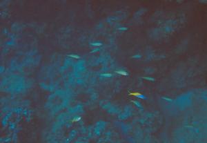 <a href="https://fishdb.sinica.edu.tw/muse/digi_object/5593db136f4572a9e00e965406b13833" target="_blank">Caesio caerulaurea@fishdb-media-4389／魚類生態與演化研究室</a>