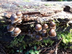 Mycena tintinnabulum(風鈴小菇)