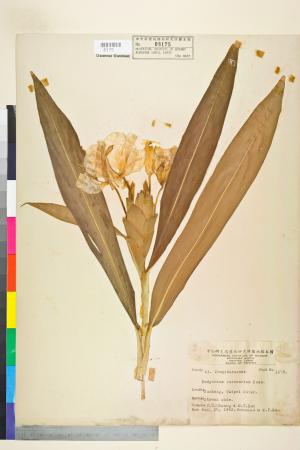 <a href="https://brmas.openmuseum.tw/muse/digi_object/8930b223bc24682afde8f0ba4f9dfd9d" target="_blank">穗花山奈(野薑花)／中央研究院生物多樣性研究博物館植物標本館 (HAST)</a>