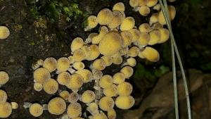 <a href="https://taieol.tw/muse/digi_object/8161a55e387bdc16f96f25cb91cf9be1" target="_blank">Coprinellus micaceus／By：naturalist5923／iNaturalist</a>