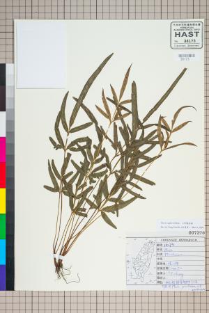 <a href="https://brmas.openmuseum.tw/muse/digi_object/89716a3128ee2b85f591847d034f18dd" target="_blank">二形鳳尾蕨／中央研究院生物多樣性研究博物館植物標本館 (HAST)</a>