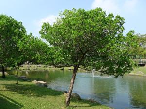 <a href="https://taieol.tw/muse/digi_object/80115fa8dea6e119ebd49729e32e2d73" target="_blank">欖李／By：Hsiengan Huang／臺灣物種名錄(TaiCOL)</a>