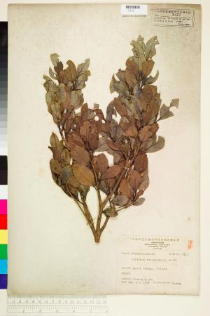 <a href="https://brmas.openmuseum.tw/muse/digi_object/89a63bc9f9da50d4ff25c65573f438bc" target="_blank">蚊母樹／中央研究院生物多樣性研究博物館植物標本館 (HAST)</a>
