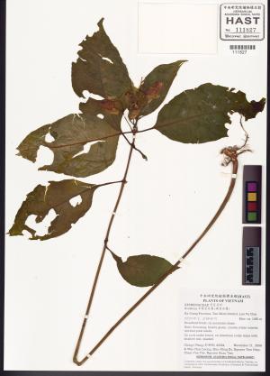 <a href="https://brmas.openmuseum.tw/muse/digi_object/89c56169d9e47a96707ce965d17b814d" target="_blank">半蒴苣苔屬 (蒴苣苔屬)／中央研究院生物多樣性研究博物館植物標本館 (HAST)</a>