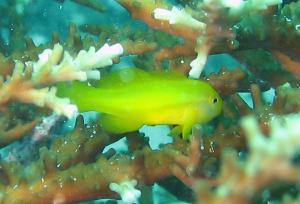 <a href="https://fishdb.sinica.edu.tw/muse/digi_object/980cbbd9c1f76f91c70776d8bfb089d2" target="_blank">Gobiodon okinawae@fishdb-media-5335／陳靜怡</a>