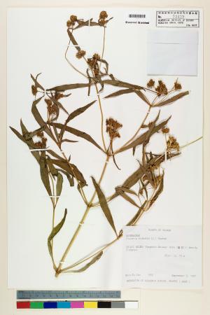 <a href="https://brmas.openmuseum.tw/muse/digi_object/89e16390d014e5c08d3e8e718dc81ae3" target="_blank">黃頂菊／中央研究院生物多樣性研究博物館植物標本館 (HAST)</a>