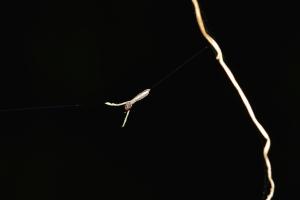 <a href="https://taieol.tw/muse/digi_object/8ced4a95d09fef9e05ce036f3c6f45ac" target="_blank">東亞夜蛛／By：roeyo／iNaturalist</a>