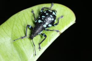 <a href="https://taieol.tw/muse/digi_object/03fcfc282b0e09a03d735697d29d6361" target="_blank">碎斑硬象鼻蟲／By：yulee／iNaturalist</a>