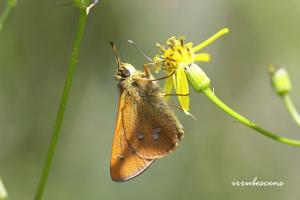 <a href="https://taieol.tw/muse/digi_object/29acbab8df2fda863740bd82e9b3169d" target="_blank">菩提赭弄蝶／By：台灣蝴蝶保育學會／台灣蝴蝶保育學會</a>