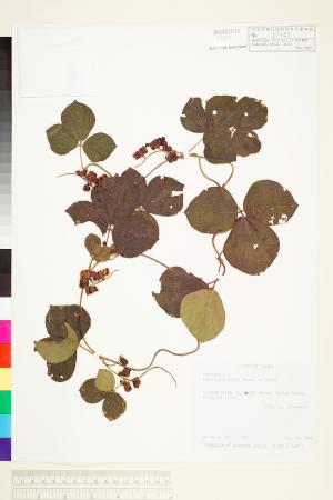 <a href="https://brmas.openmuseum.tw/muse/digi_object/8a09cbdf04914db3f8e2db6863aa331b" target="_blank">絨葉括根／中央研究院生物多樣性研究博物館植物標本館 (HAST)</a>