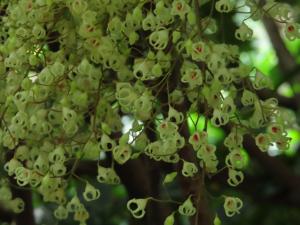 <a href="https://taieol.tw/muse/digi_object/cc72e5fee685b001d0ccf1073521a328" target="_blank">蘋婆／By：naturalist14740／iNaturalist</a>
