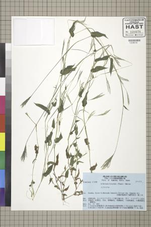 <a href="https://brmas.openmuseum.tw/muse/digi_object/8a171e00b93f504760ecf2ed71108705" target="_blank">藎草／中央研究院生物多樣性研究博物館植物標本館 (HAST)</a>
