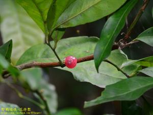 <a href="https://taieol.tw/muse/digi_object/fc88c1c58ba8150e13fbb6c508b4e9b9" target="_blank">山桔／By：kinmatsu／iNaturalist</a>