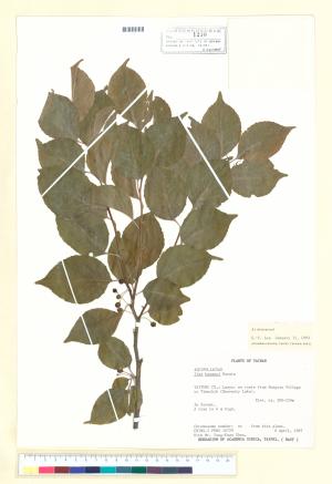 <a href="https://brmas.openmuseum.tw/muse/digi_object/8a2cac7ab7daa817e9ccac961285cfb4" target="_blank">草野氏冬青／中央研究院生物多樣性研究博物館植物標本館 (HAST)</a>