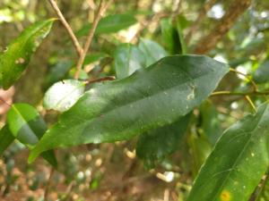 <a href="https://taieol.tw/muse/digi_object/e71e78211d33d5f371dacca836be9eef" target="_blank">薯豆／By：forestmimi／iNaturalist</a>