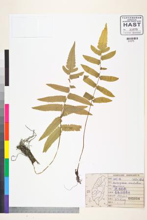 <a href="https://brmas.openmuseum.tw/muse/digi_object/8a44843b5b90541f0ef478598b1a7ee3" target="_blank">過溝菜蕨／中央研究院生物多樣性研究博物館植物標本館 (HAST)</a>