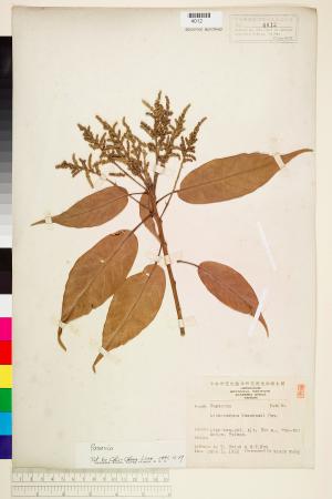 <a href="https://brmas.openmuseum.tw/muse/digi_object/8a47f43a80feba6eca5a8a9a091c7143" target="_blank">柯屬／中央研究院生物多樣性研究博物館植物標本館 (HAST)</a>