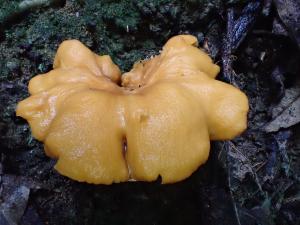 <a href="https://taieol.tw/muse/digi_object/073f46027a9ea745fbd75c629e32962e" target="_blank">Cantharellus lateritius／By：balawu／iNaturalist</a>