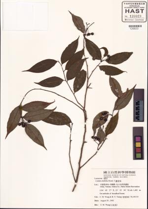 <a href="https://brmas.openmuseum.tw/muse/digi_object/8a57f5778a5628bbcf9b7ebdf615ce61" target="_blank">團香果／中央研究院生物多樣性研究博物館植物標本館 (HAST)</a>