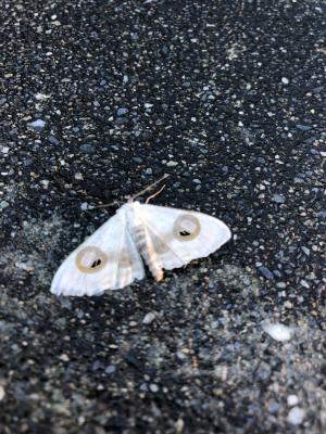 <a href="https://taieol.tw/muse/digi_object/3403fed94cc376094c3a5b17db62797d" target="_blank">Problepsis conjunctiva／By：vincentyu／iNaturalist</a>