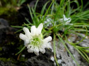 <a href="https://taieol.tw/muse/digi_object/0768b9f092a8b6c459b6167c3526d315" target="_blank">玉山蠅子草／By：Hsiengan Huang／臺灣物種名錄(TaiCOL)</a>