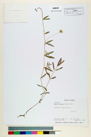 <a href="https://brmas.openmuseum.tw/muse/digi_object/8a852473ef5bccd2546b3e59e84c152c" target="_blank">蟛蜞菊／中央研究院生物多樣性研究博物館植物標本館 (HAST)</a>