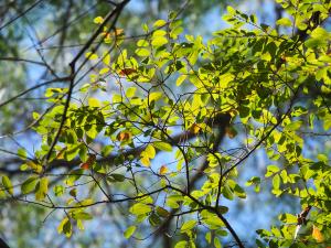 <a href="https://taieol.tw/muse/digi_object/0b1299a34c0be19f9e9125134fc63980" target="_blank">土密樹／By：leaf0605／iNaturalist</a>